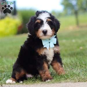 A Boy Named Sue, Mini Bernedoodle Puppy